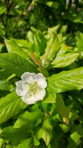 medlar (Mespilus germanica), photograph