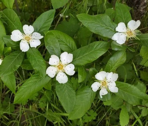 medlar (Mespilus germanica), photograph