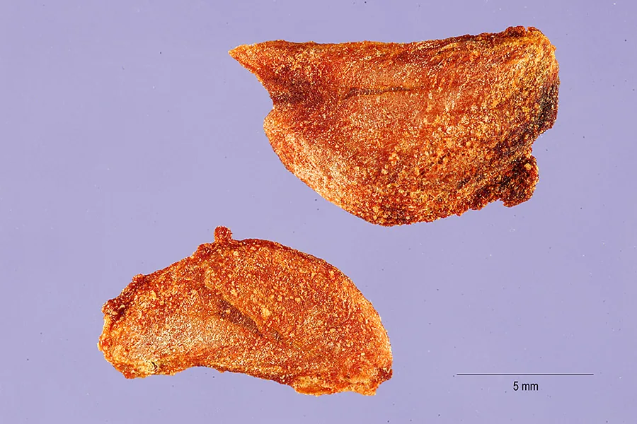 medlar (Mespilus germanica), photograph