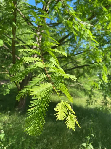 dawn redwood (Metasequoia glyptostroboides), photograph