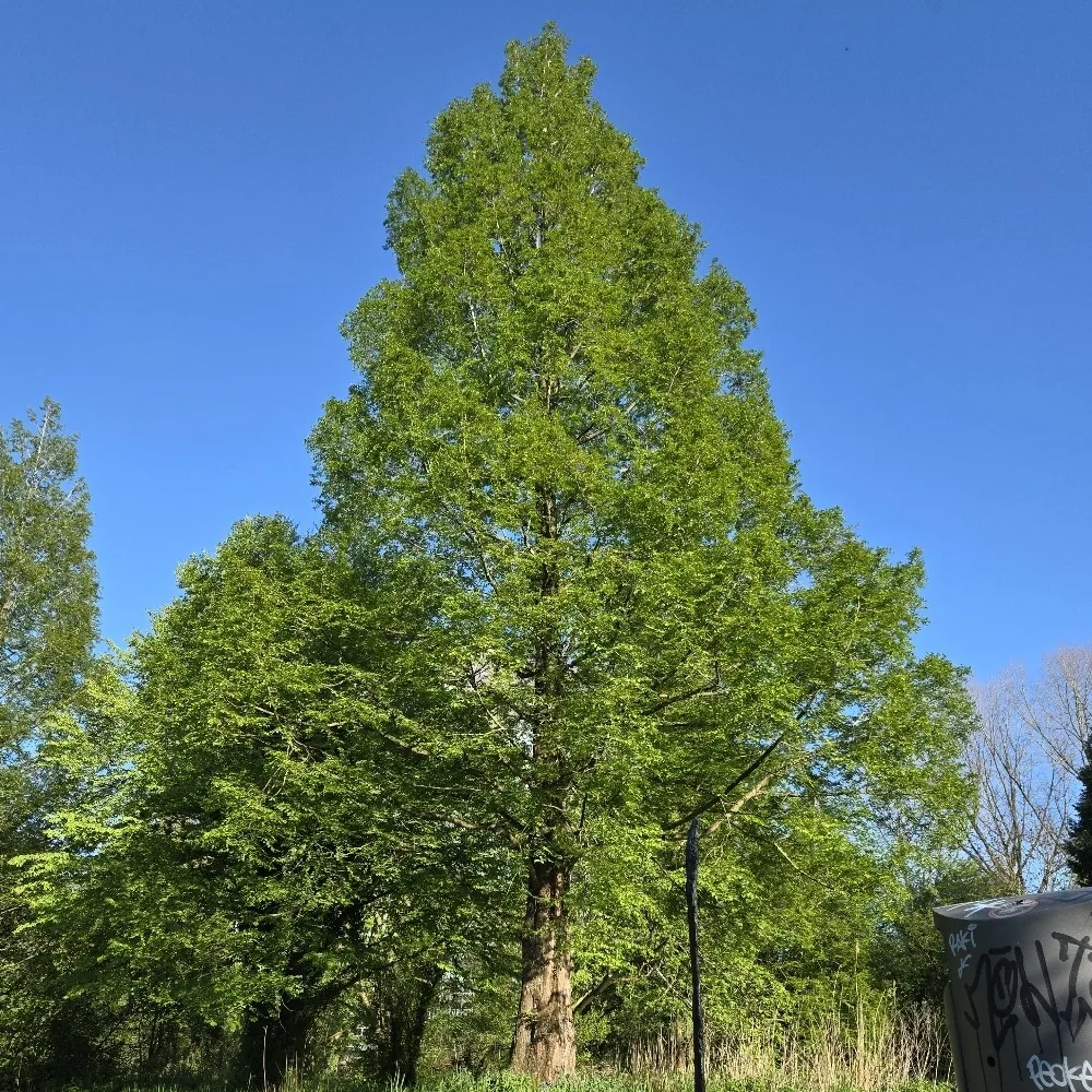 dawn redwood (Metasequoia glyptostroboides), photograph
