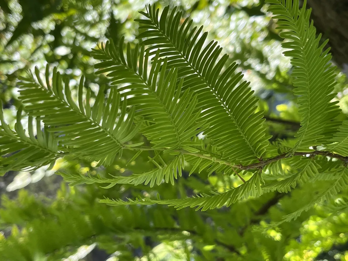 Photo: 謝麗霦, via iNaturalist · CC BY · via GBIF dawn redwood (Metasequoia glyptostroboides), photograph