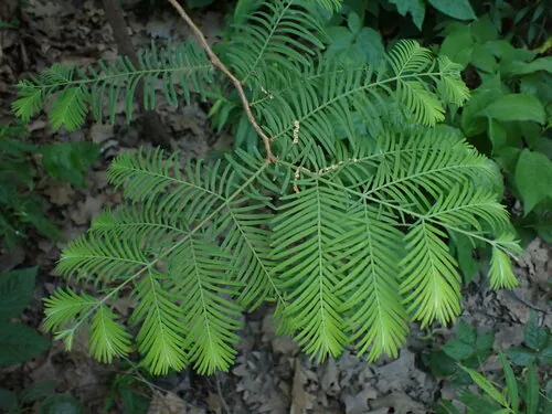 dawn redwood (Metasequoia glyptostroboides), photograph