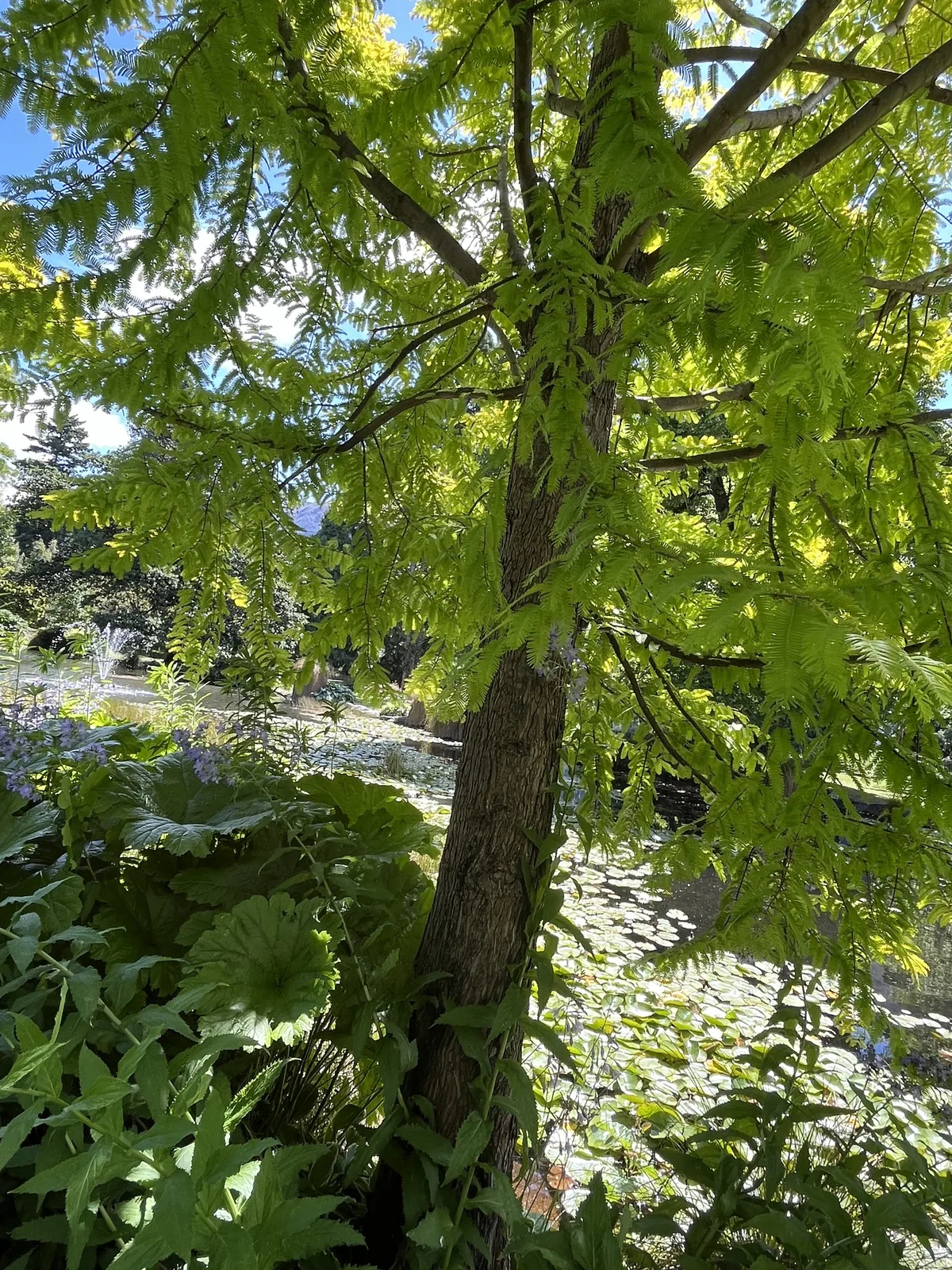 dawn redwood (Metasequoia glyptostroboides), photograph