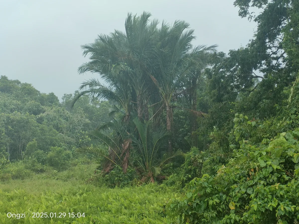 sago palm (Metroxylon sagu), photograph