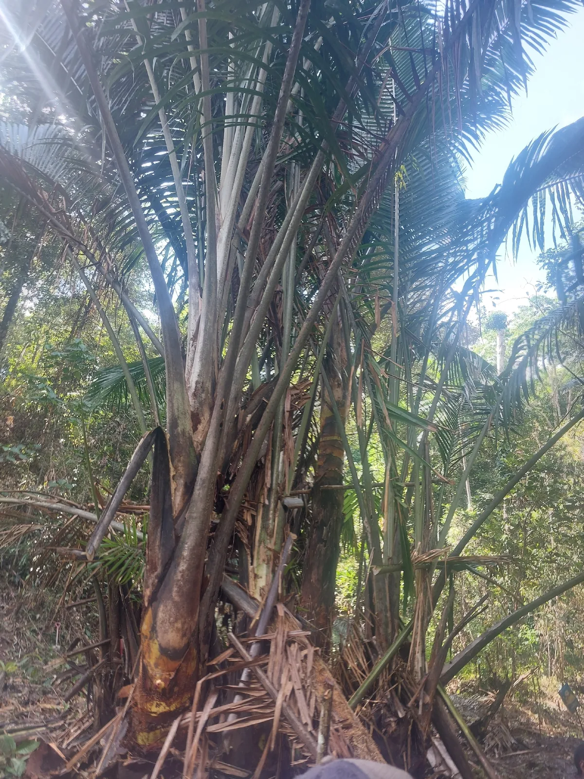 Sago Palm (Metroxylon sagu), photograph