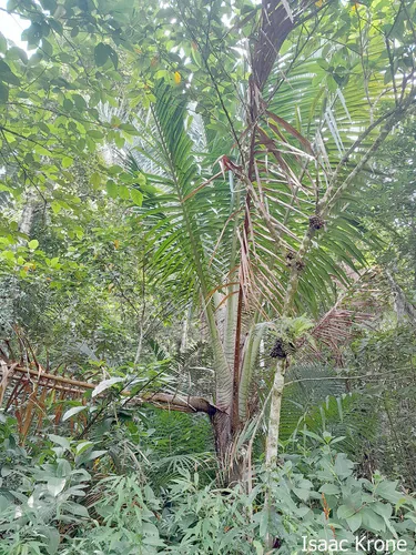 Photo: (c) Isaac Krone, some rights reserved (CC BY) · cc-by · via iNaturalist Sago Palm (Metroxylon sagu), photograph
