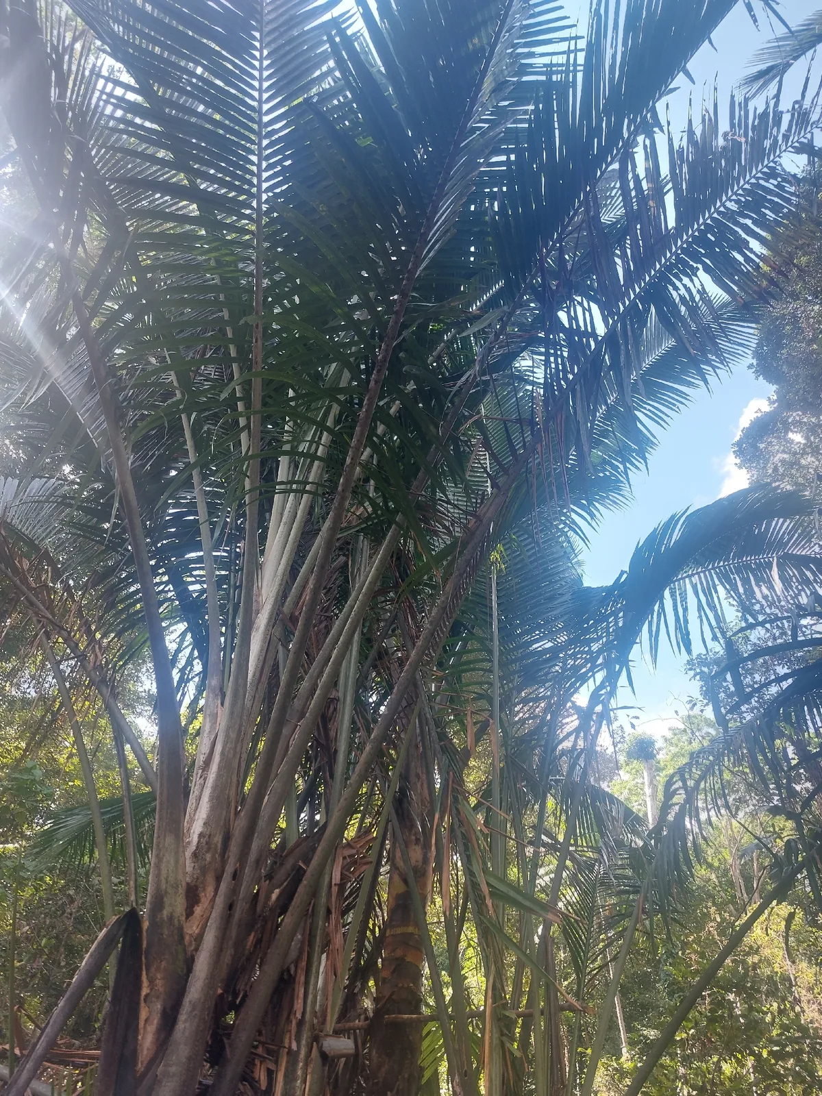 Sago Palm (Metroxylon sagu), photograph
