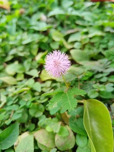 Photo: (c) Arturo Benavides Mendoza, some rights reserved · CC BY · via iNaturalist sensitive plant (Mimosa pudica), photograph