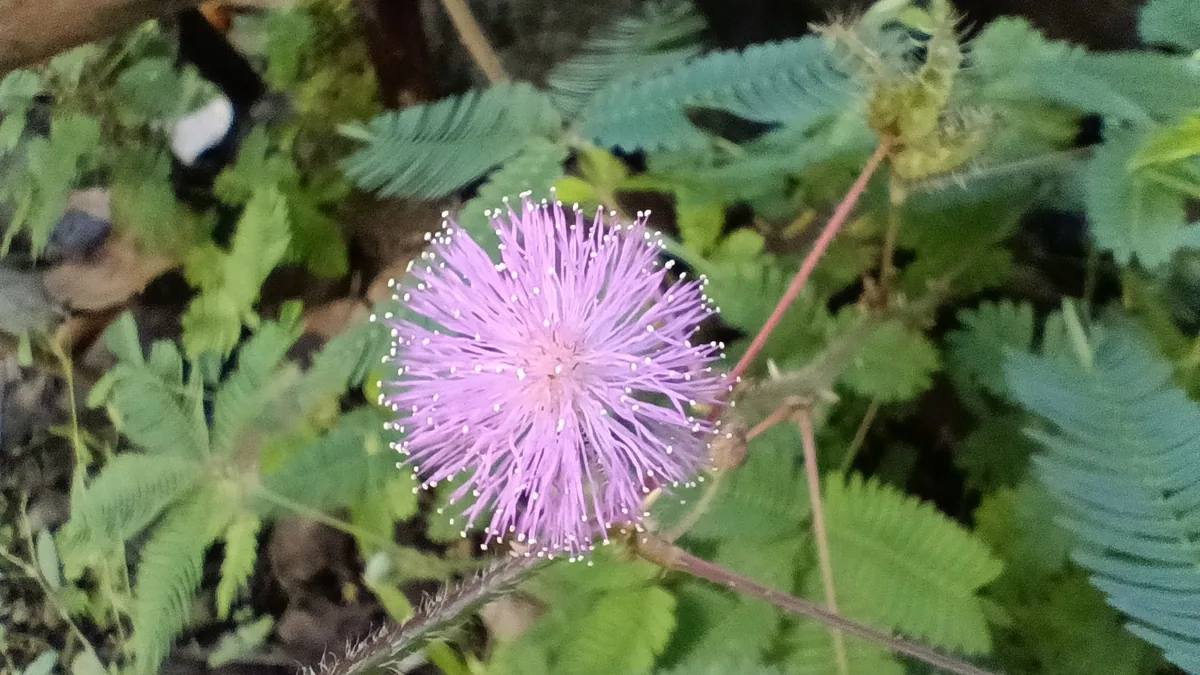 Sensitive Plant (Mimosa pudica), photograph