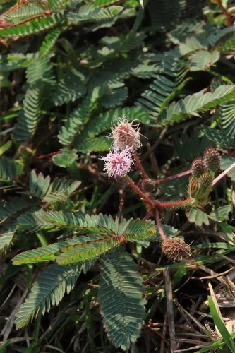 Sensitive Plant (Mimosa pudica), photograph