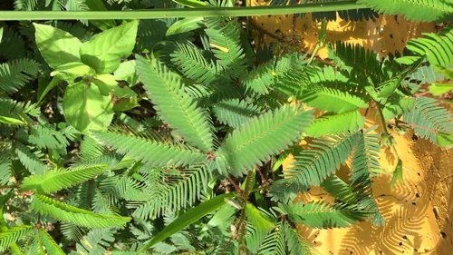 Sensitive Plant (Mimosa pudica), photograph