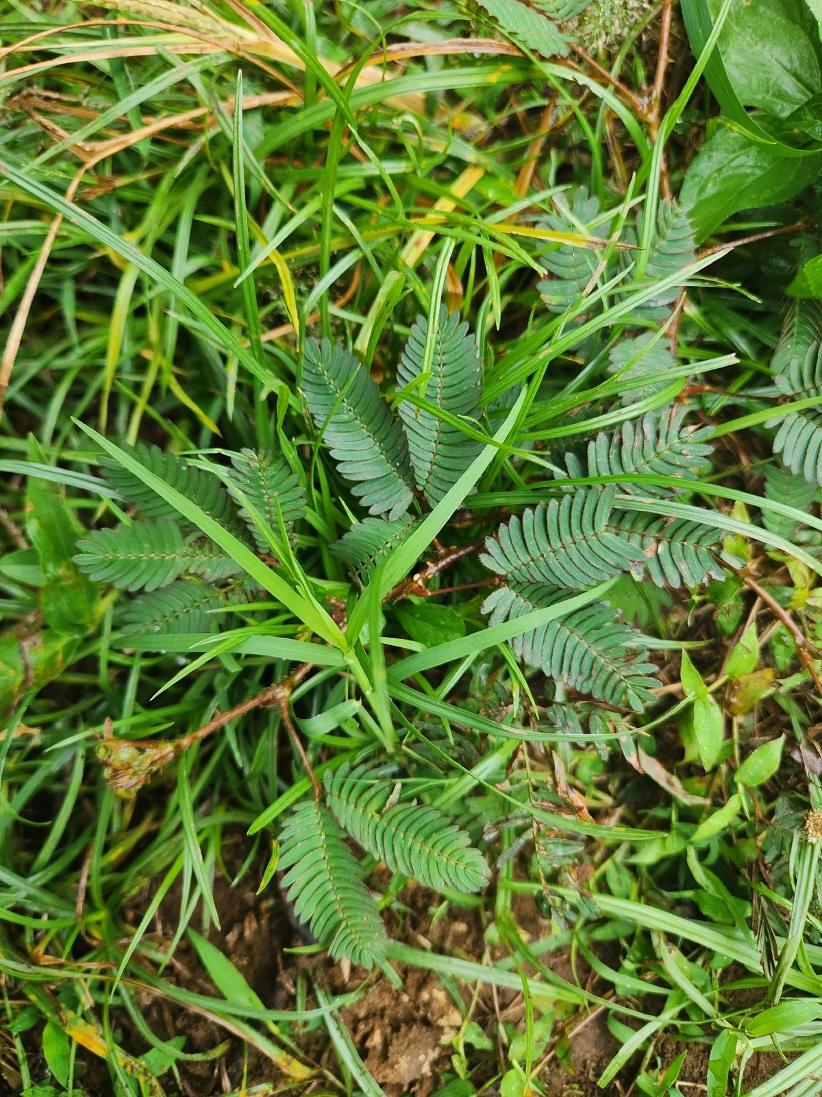 Sensitive Plant (Mimosa pudica), photograph