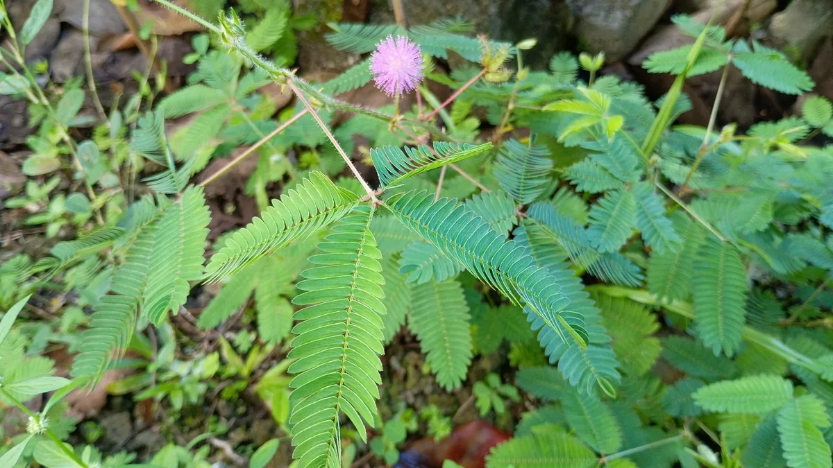Sensitive Plant (Mimosa pudica), photograph