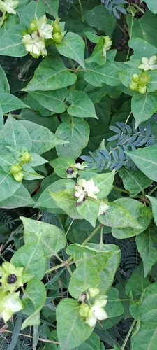 four oclock (Mirabilis jalapa), photograph