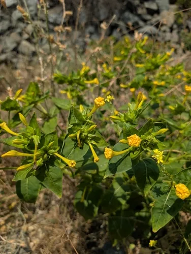 four oclock (Mirabilis jalapa), photograph