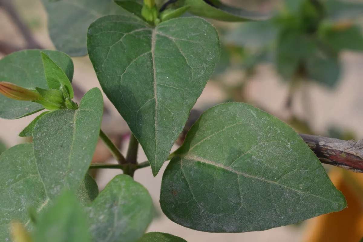 four oclock (Mirabilis jalapa), photograph