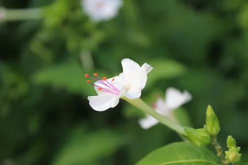 Photo: (c) Ricard Busquets Reverte, some rights reserved · CC BY · via iNaturalist four oclock (Mirabilis jalapa), photograph