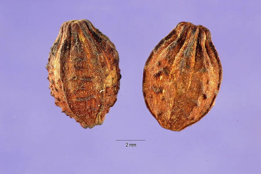 four oclock (Mirabilis jalapa), photograph