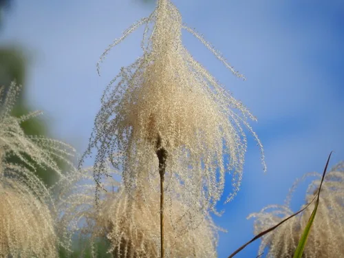 Photo: no rights reserved · cc0 · via iNaturalist Maiden Grass (Miscanthus sinensis), photograph