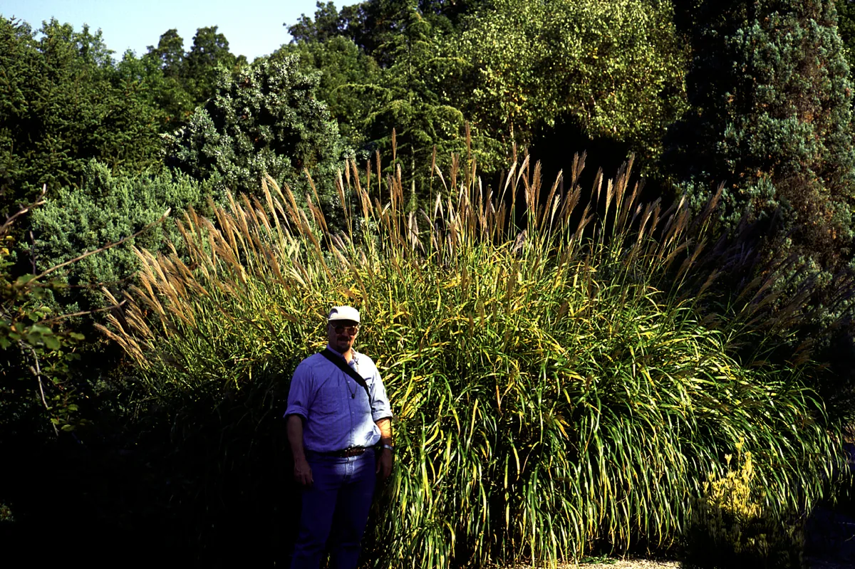 Maiden Grass (Miscanthus sinensis), photograph