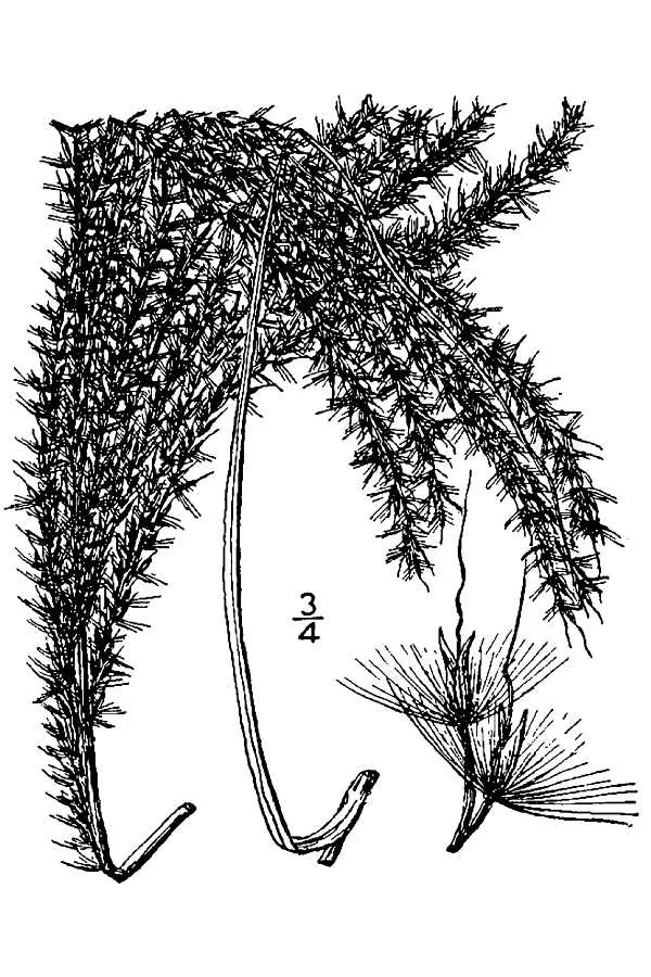 Maiden Grass (Miscanthus sinensis), botanical illustration