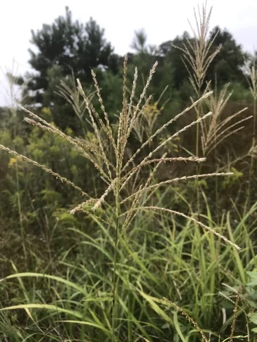 Maiden Grass (Miscanthus sinensis), photograph