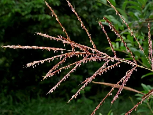 Photo: (c) Jacy Chen, some rights reserved · CC BY · via iNaturalist maiden grass (Miscanthus sinensis), photograph