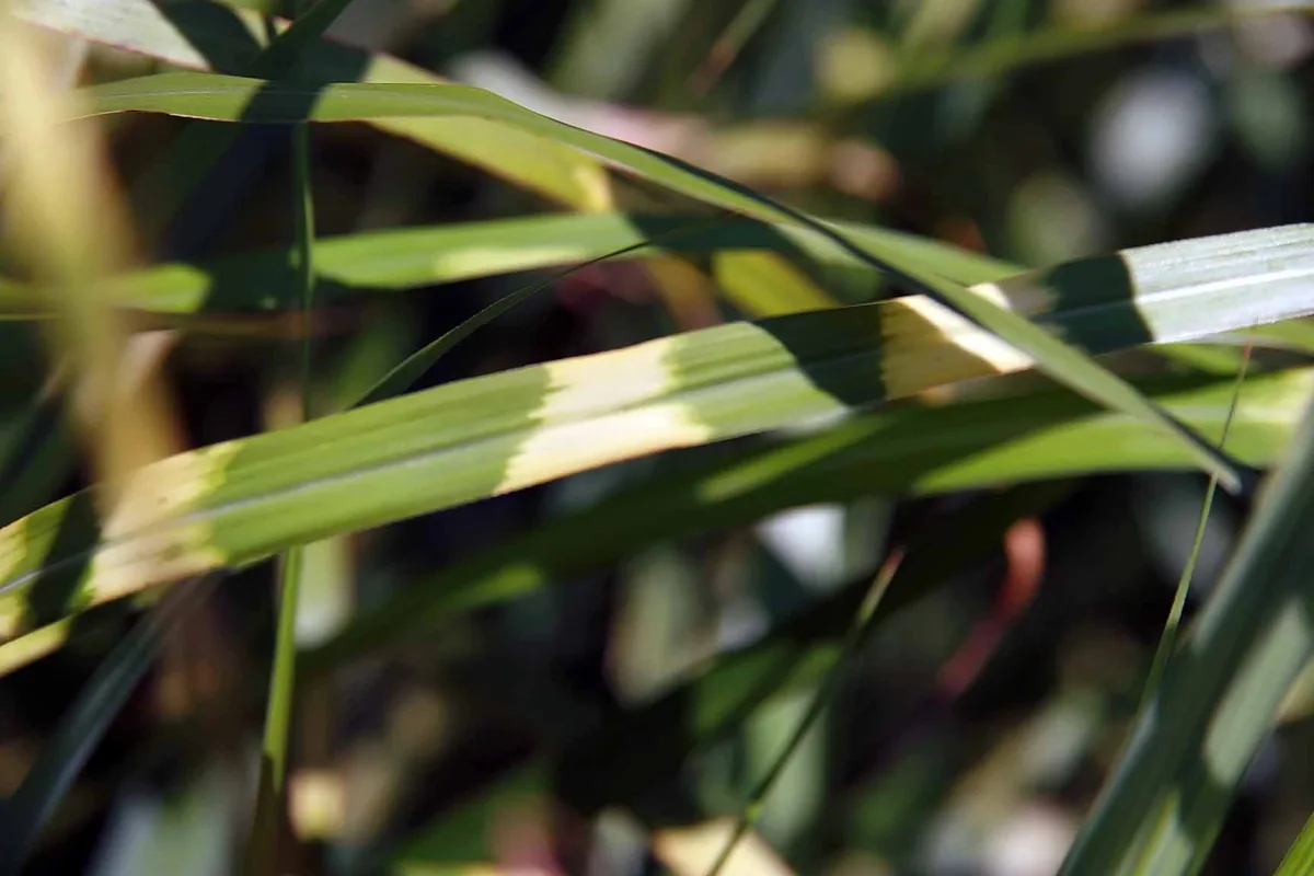 Photo: David J. Stang, , via Wikimedia Commons · CC BY-SA 4.0 · via Wikimedia Commons Zebra Grass (Miscanthus zebrinus), photograph