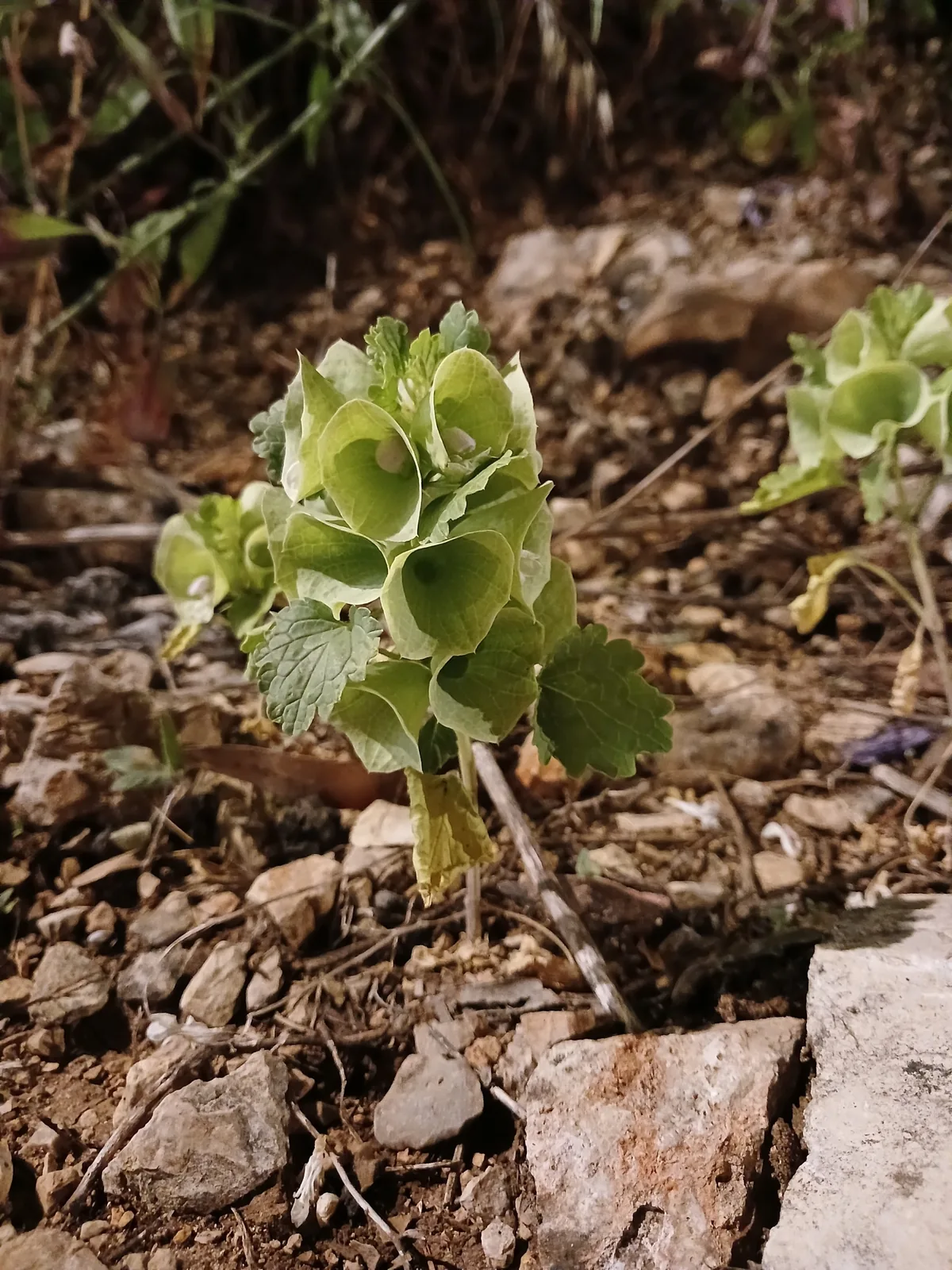 Bells Of Ireland (Moluccella laevis), photograph