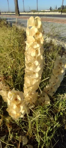 Bells Of Ireland (Moluccella laevis), photograph