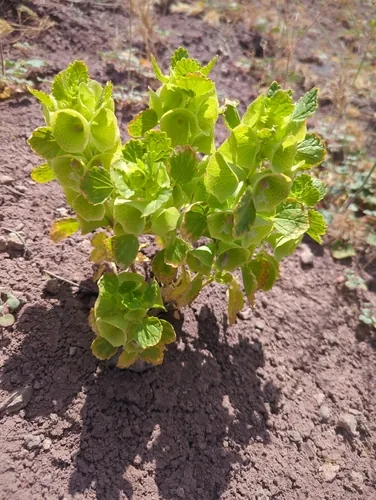 Bells Of Ireland (Moluccella laevis), photograph