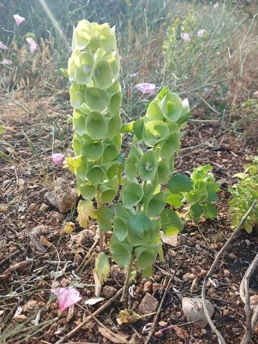 Bells Of Ireland (Moluccella laevis), photograph