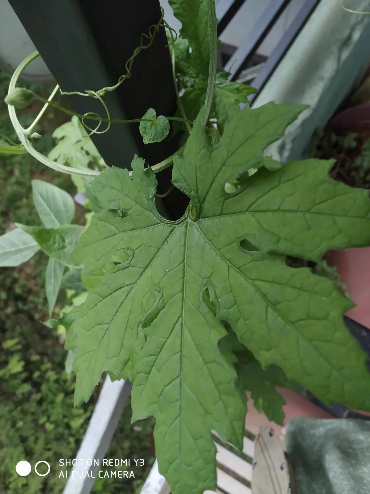 Bitter Melon (Momordica charantia), photograph