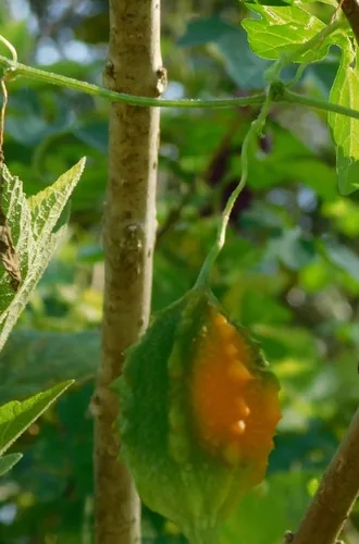Bitter Melon (Momordica charantia), photograph