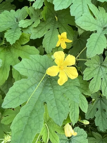 Bitter Melon (Momordica charantia), photograph