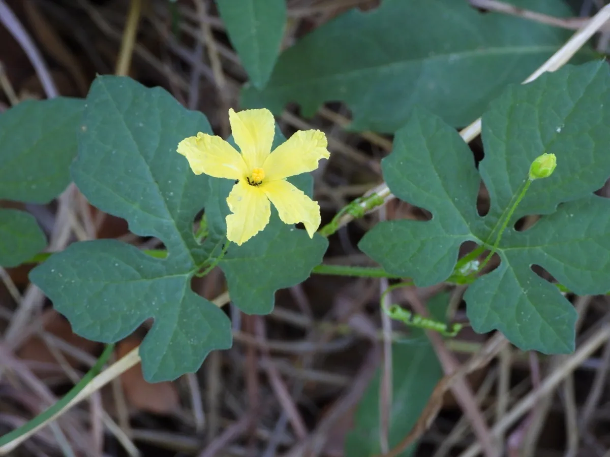 Bitter Melon (Momordica charantia), photograph