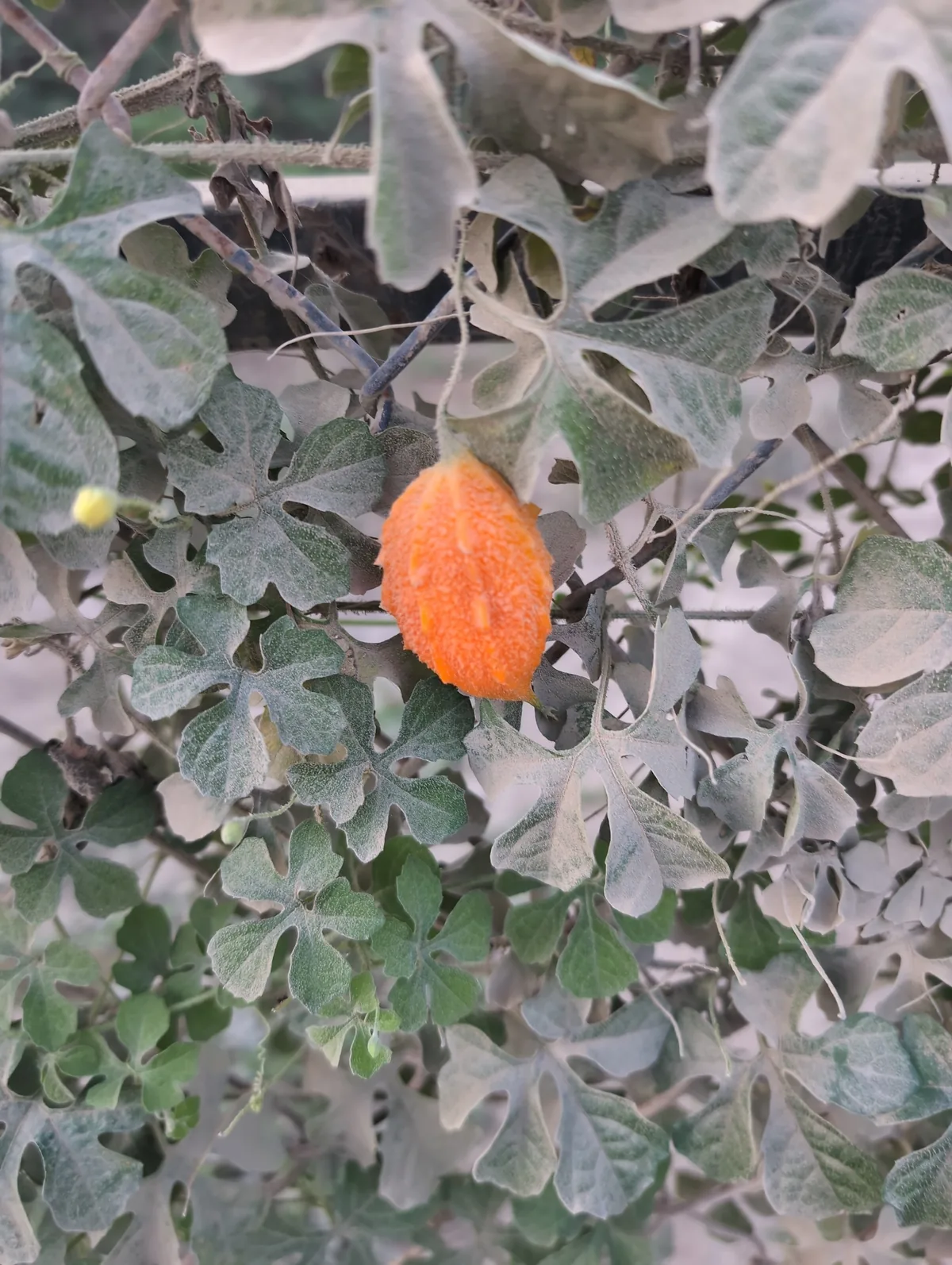 Bitter Melon (Momordica charantia), photograph