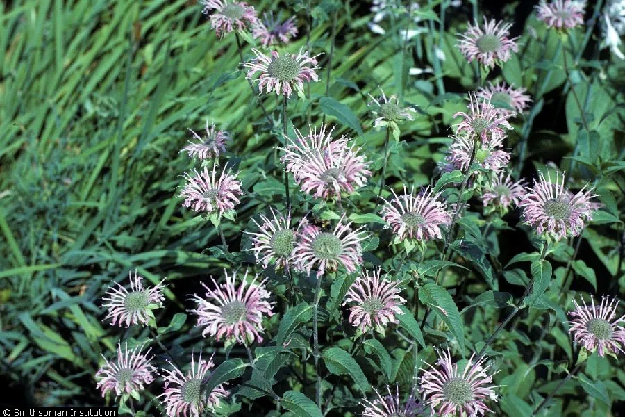 Bee Balm (Monarda didyma), photograph