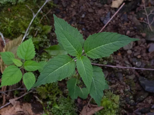 Photo: (c) Alex Abair, some rights reserved (CC BY) · cc-by · via iNaturalist Bee Balm (Monarda didyma), photograph