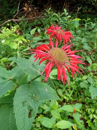 Bee Balm (Monarda didyma), photograph