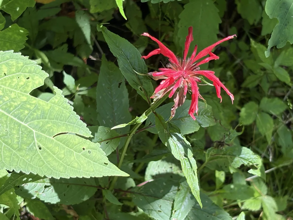 Bee Balm (Monarda didyma), photograph