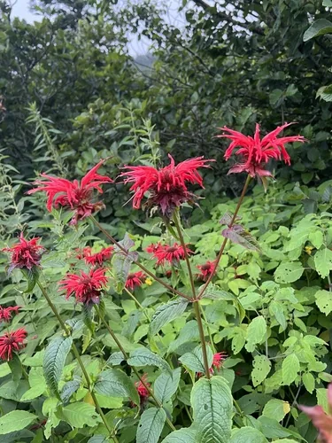 Bee Balm (Monarda didyma), photograph