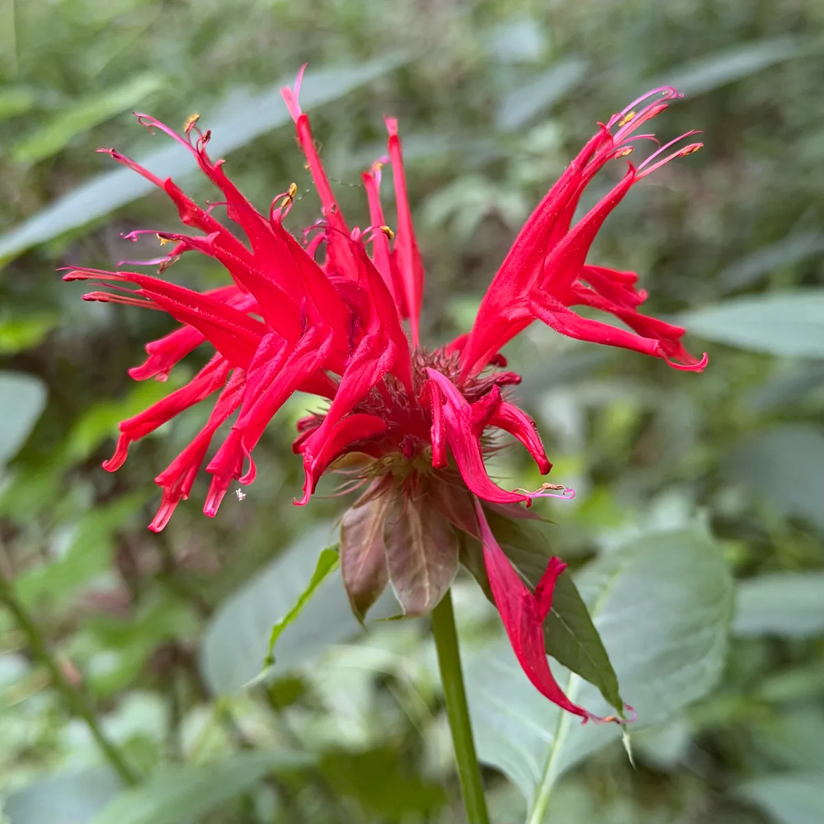 Photo: Dan Vickers, via iNaturalist · CC BY · via GBIF bee balm (Monarda didyma), photograph