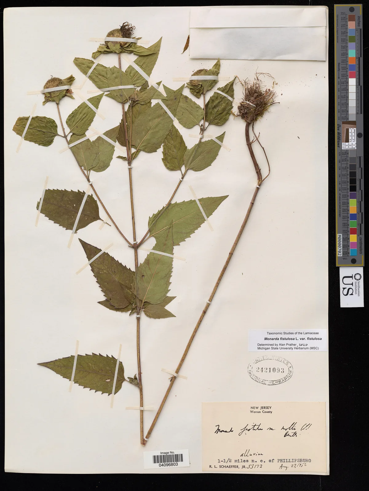 Wild Bergamot (Monarda fistulosa), photograph