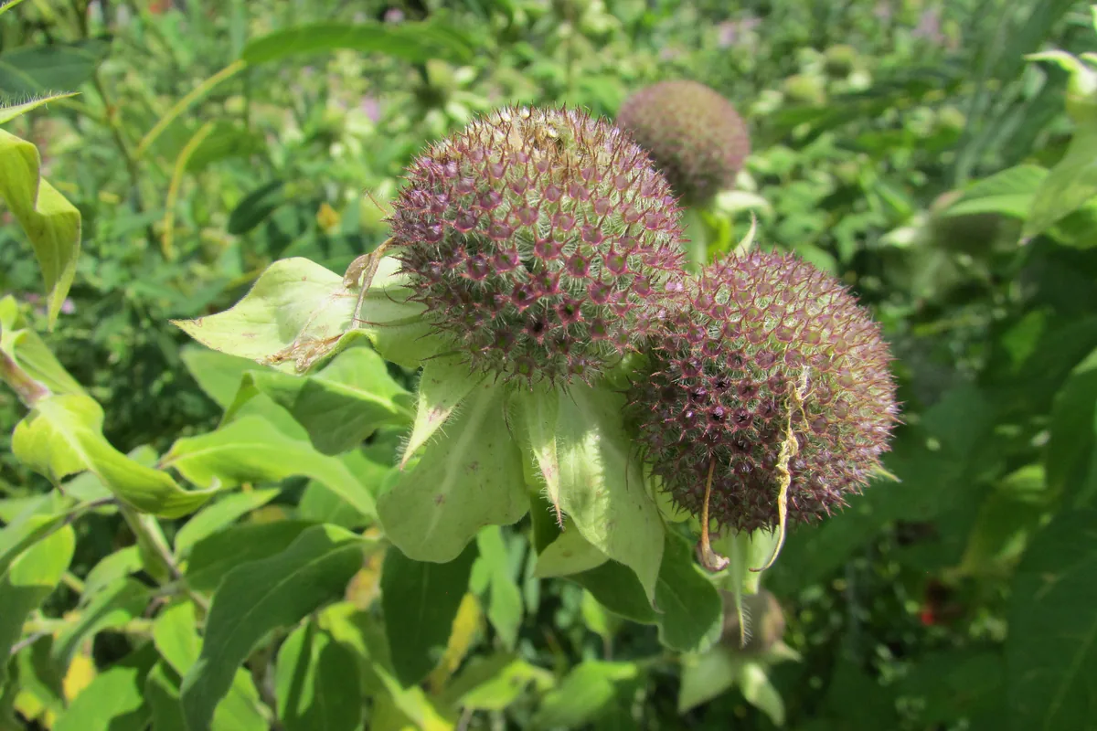 Wild Bergamot (Monarda fistulosa), photograph