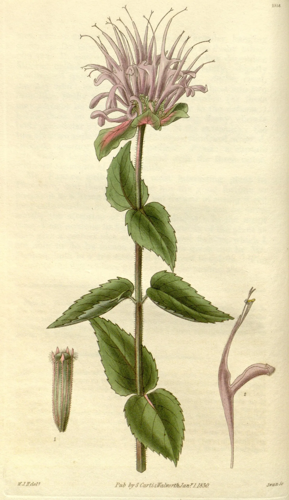 Wild Bergamot (Monarda fistulosa), botanical illustration