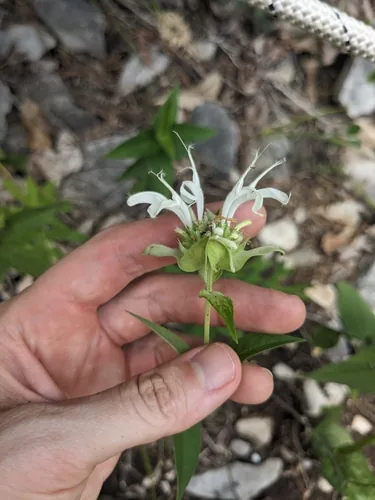Wild Bergamot (Monarda fistulosa), photograph