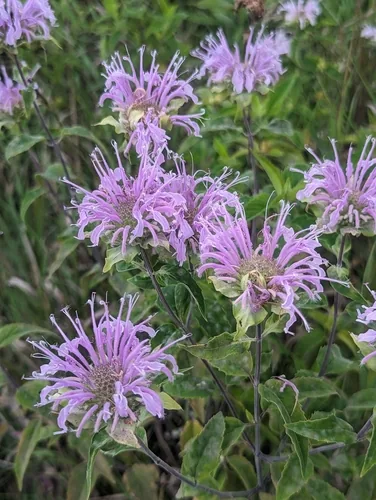 Photo: (c) Alan Rockefeller, some rights reserved (CC BY) · cc-by · via iNaturalist Wild Bergamot (Monarda fistulosa), photograph