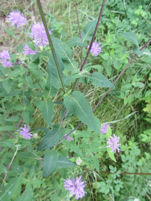 wild bergamot (Monarda fistulosa), photograph